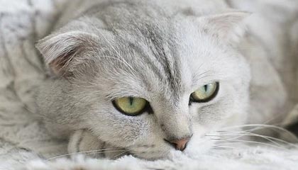 乐鱼网站：让热爱体育的你与精彩赛事共振