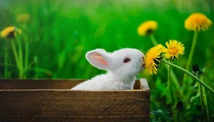 亿万28-【流言汇总】黄蜂有意拉文 博格丹受多队青睐